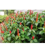 Ginger Plant, Costus Speciosus Exotic Tropical Plant, Organic plants - Live Plan - £14.93 GBP