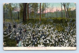 Cotton Field Near Greenfield Mississippi MS UNP DB Postcard C18 - £9.97 GBP