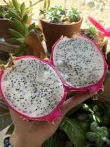 50 Seeds White Dragon Fruit Pitaya Pitahaya Hylocereus Undatus Quick Heirloom St - $8.35