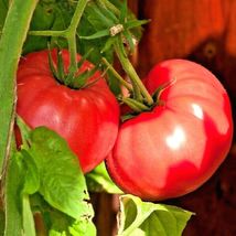 51 Pink Ponderosa Tomato Seeds Vegetable Easy Garden Container  - £9.49 GBP