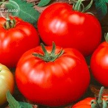 100% Genuine Heirloom Beefsteak Tomato, 20 Seeds, tasty juicy sweet brig... - £5.40 GBP