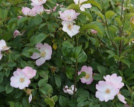 Rosa Canina (Dog Rose) 50 seeds - £1.58 GBP