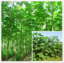 Paulownia elongata New Forest Tree Bonsai, 200 pcs/pack Fast Growing Tree FRESH  - £8.23 GBP