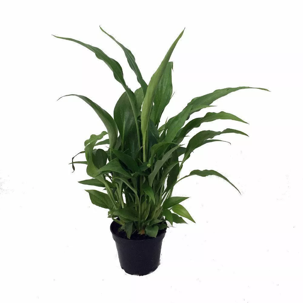 4&quot; Pot Peace Lily Spathyphyllium Houseplant Live Plant Best Gift - $53.90