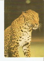 Russia USSR 1986 Soviet CIRCUS Animal Jaguar Leopard - Wild Cat - £2.96 GBP