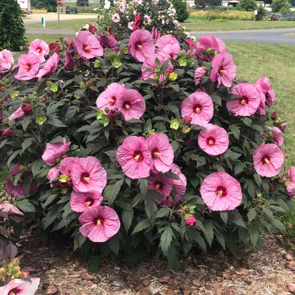 Hibiscus &#39;berry Awesome&#39; - Hardy Hibiscus - Starter Plant - Approx 7-9 Inch - $41.99