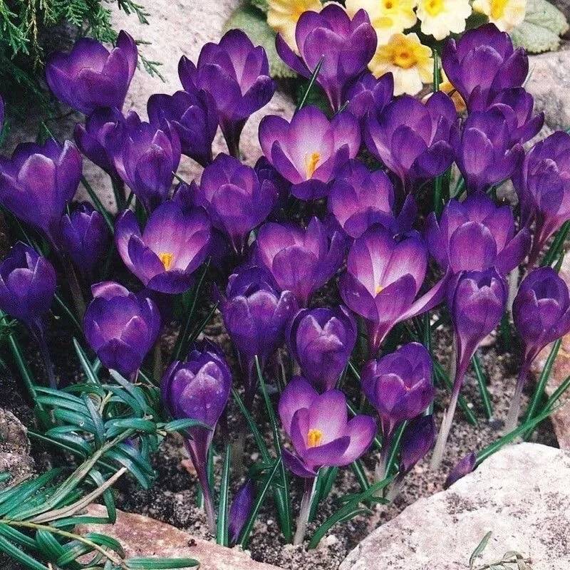 20 SEEDS Dark Purple CROCUS fragrant flower exotic bush garden plant USA Seller - $39.50