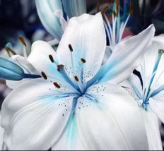 50+ Seeds Blue Lily / blue Rare Lily Plant Seeds Potted. (#6235) - $4.70
