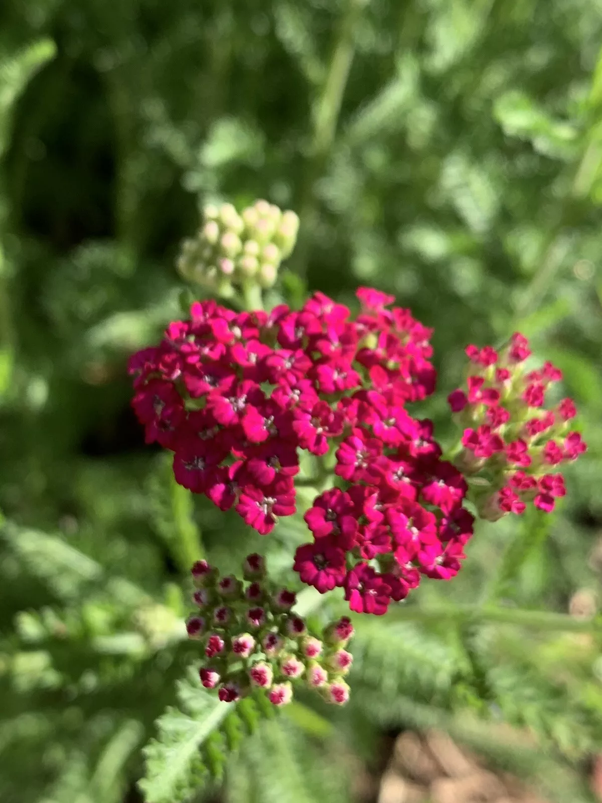 Pretty Pink Yarrow - Achillea Millefolium Perennial Bare Root Live Garde... - $17.18 CAD