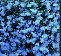  Cambridge Blue Lobelia Regatta Flower 200 Seeds - £7.85 GBP