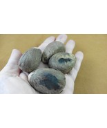 tn-14) 4 medium natural Tagua Nut whole nuts for craft Carving Dried pla... - $27.34 CAD