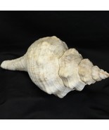 Triplofusus Giganteus Florida Horse Conch Large Real Atlantic Horn 11” S... - $67.21 CAD