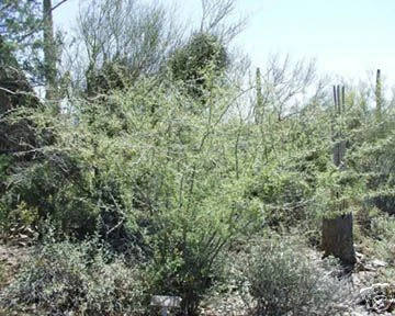 Great Germination Rate! Acacia constricta HARDY ACACIA Exotic SEEDS Seeds - €10,06 EUR