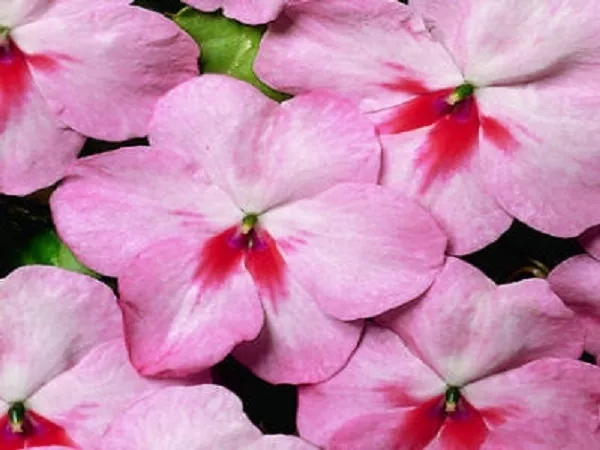 50 Impatiens Seeds Impatiens Sun And Shade Cherry Splash Fresh Garden - £9.19 GBP