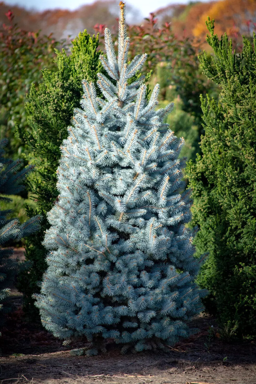 LWS Blue Spruce Christmas Trees Colorado Picea Pungens 50 Seeds USPS Shipping - $9.80