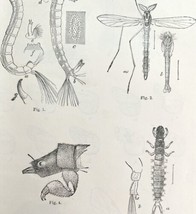Chironomus Larvae And Unknown Insect Victorian 1887 Art Print Entomology... - £19.65 GBP