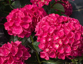  5 Alabama Star Hydrangea Seeds Perennial Garden THrub Flowers Flower Seed 1407  - £10.93 GBP
