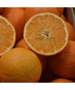 Lee x Nova Mandarin 2-3 feet tall, grafted, Can not ship to Az, Ca, Fl, ... - $256.67 CAD