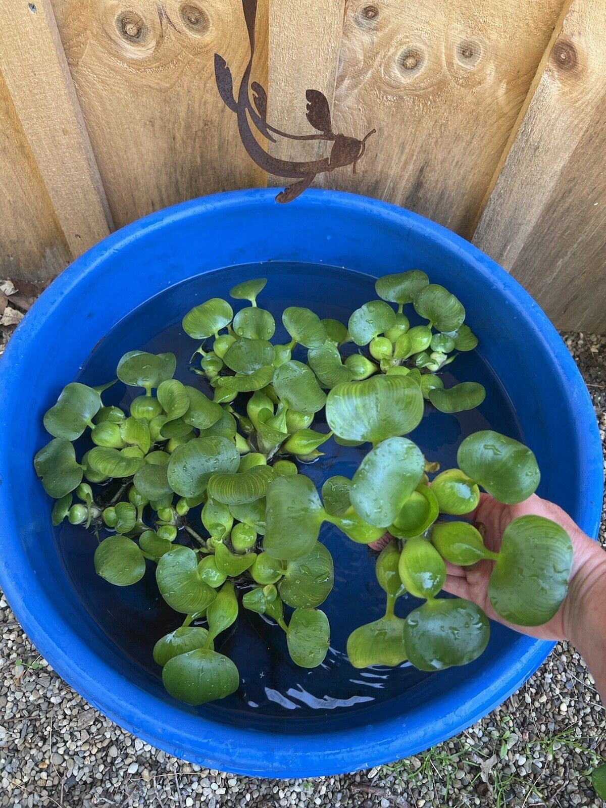 Primary image for (4) Water Hyacinth Koi Pond Floating Plants Rid Algae LARGE Jumbo 5-7”