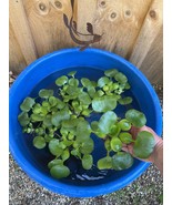 (4) Water Hyacinth Koi Pond Floating Plants Rid Algae LARGE Jumbo 5-7” - $23.75