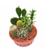 Cactus Garden, 7 Different Cacti in a 6 inch terracotta ceramic pot - $46.53