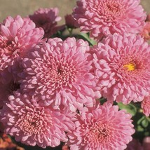 200 Fresh Seeds Light Pink Chrysanthemum Mums Flowers Garden Planting - £4.14 GBP