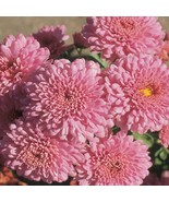 200 Fresh Seeds Light Pink Chrysanthemum Mums Flowers Garden Planting - £4.14 GBP
