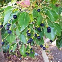 HSE Camphor Tree Seeds for Planting (10 Seeds) - Cinnamomum camphora - £11.53 GBP