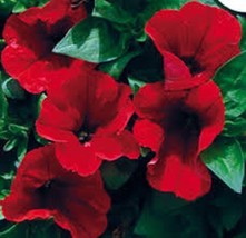 30+ PETUNIA STORM RED FLOWER SEEDS MIX ANNUAL - £7.84 GBP