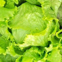 Great Lakes Mesa 659 Crisphead Lettuce Garden Seeds Vegetable Gardening New Fres - £13.19 GBP