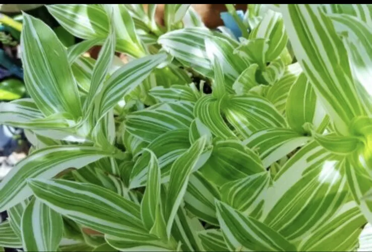 5 cuttings Tradescantia Albiflora Albovitata &#39;Quicksilver&#39; Variegated Wa... - $29.98