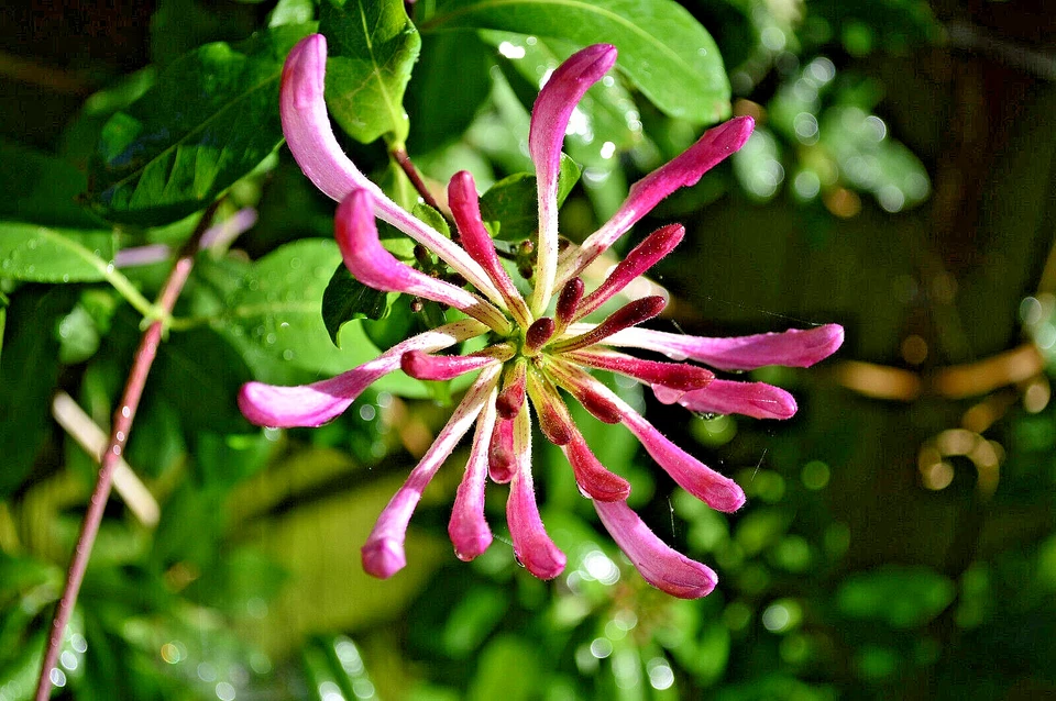 20 Pink Honeysuckle Seeds, Lonicera hispidula, Ornamental Flowering - $8.69