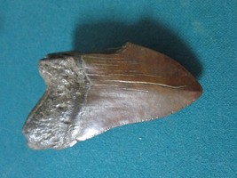 Megalodon tooth 4 1/4&quot; x 3&quot; some damage - £183.00 GBP