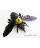 Yellow Spot Xylocopa Confusa Real Bumble Bee Entomology Collectible Shad... - $74.36 CAD