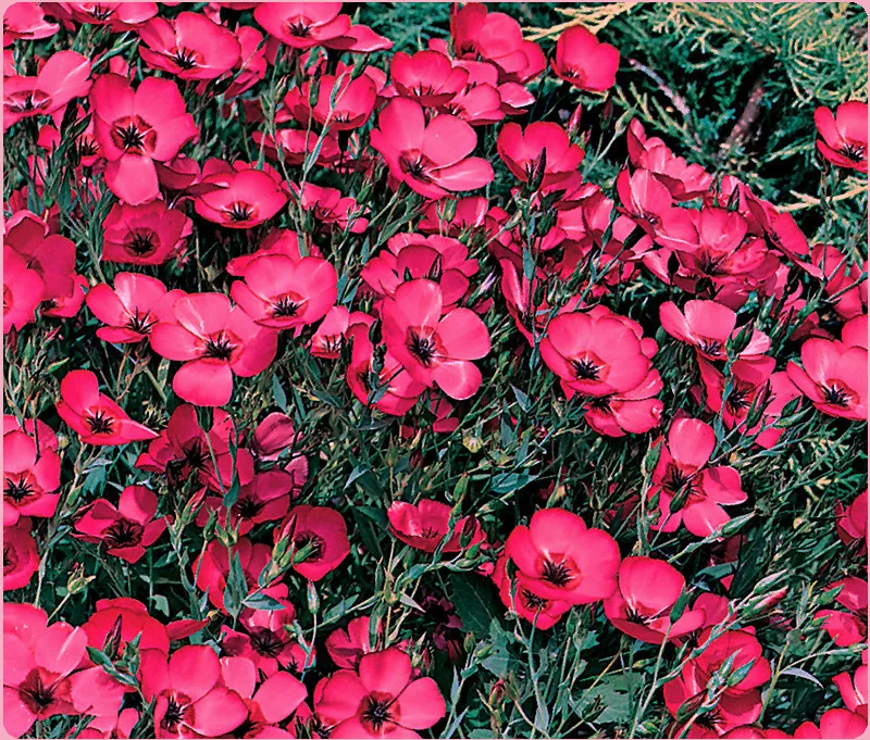 Flax Seeds, Scarlet, Heirloom Wildflowers, Red Flax Seed, Bulk Flower Se... - $10.30
