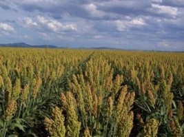 50 Mennonite Sorghum Sugar Cane Sorghum Bicolor Grain Vegetable Seeds *F... - $9.90