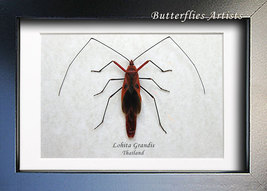 Lohita Grandis Scream Creepy Red Face Bug Real Beetle Entomology Shadowbox - £39.32 GBP