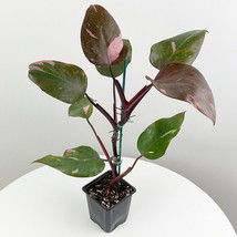 HSeeds 15+ Seeds Philodendron Pink Princess  House Plant  Garden Flowers - $6.95