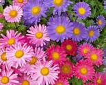 300 Seeds Giant California China Aster Mix Seeds Cut Flowers Summer Gard... - $8.99