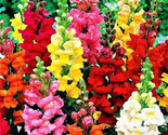 Snapdragon Seeds Tall Mix 1,000 Seeds Non-Gmo Fast Shipping - $7.99