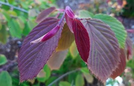 Corylopsis willmottiae &#39;Spring Purple&#39;, Winter Hazel, grafted, BARE ROOT - £24.77 GBP