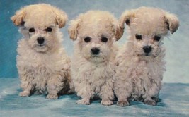Three White Fuzzy Puppies Dogs 1965 Brookfield Missouri MO Postcard A09 - £2.39 GBP