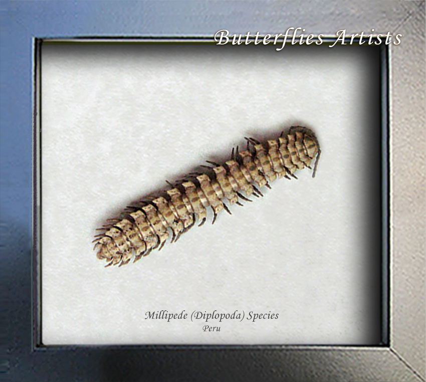 Real Diplopoda Millipede Framed Museum Quality Entomology Collectible Shadowbox - $58.99