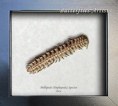 Real Diplopoda Millipede Framed Museum Quality Entomology Collectible Sh... - $58.99