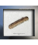 Real Diplopoda Millipede Framed Museum Quality Entomology Collectible Sh... - $80.68 CAD