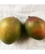 Sugar Loaf Mango Tree Grafted Tree 1 Feet Tall Grafted Ship In 6 Pot Fre... - $156.66