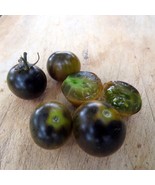 Black Bumblebee - unique gem of a tomato, new trial variety - £3.98 GBP
