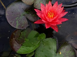 Live Pond Plant Garden Yard Pool Nymphaea Wanvisa Red Hardy Water Lily Tuber Red - £22.91 GBP