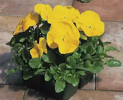 Pansy Magnum Yellow-Clear 250 seeds - $30.82