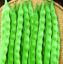 10 pcs Kidney Bean Seeds Green Bean Vegetables FRESH SEEDS - £7.92 GBP